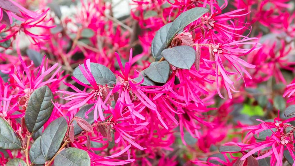 Bonne nouvelle : cette plante résistante va révolutionner votre jardin et votre intimité