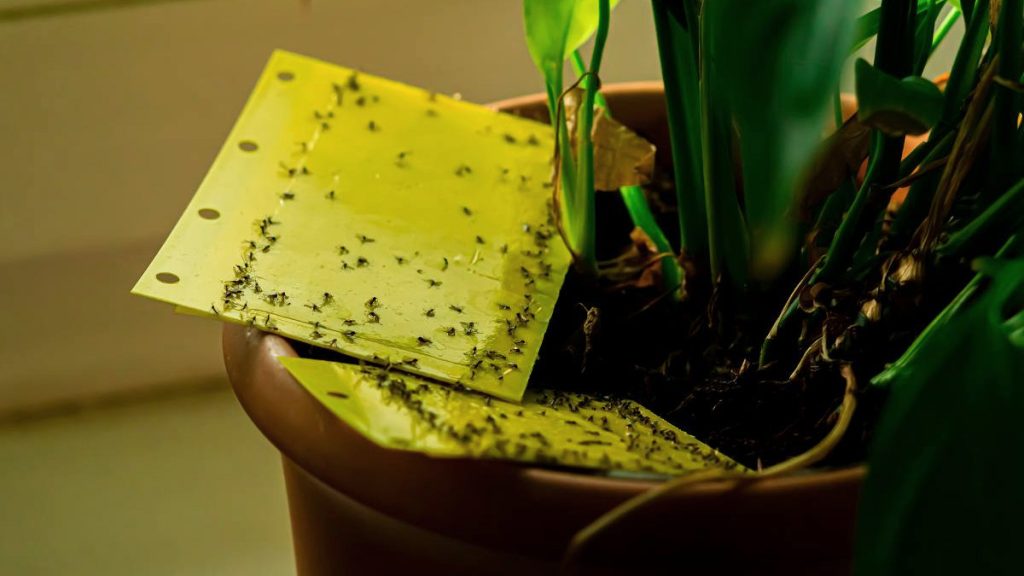 Ces gestes simples vont sauver vos plantes d’intérieur des moucherons de terreau