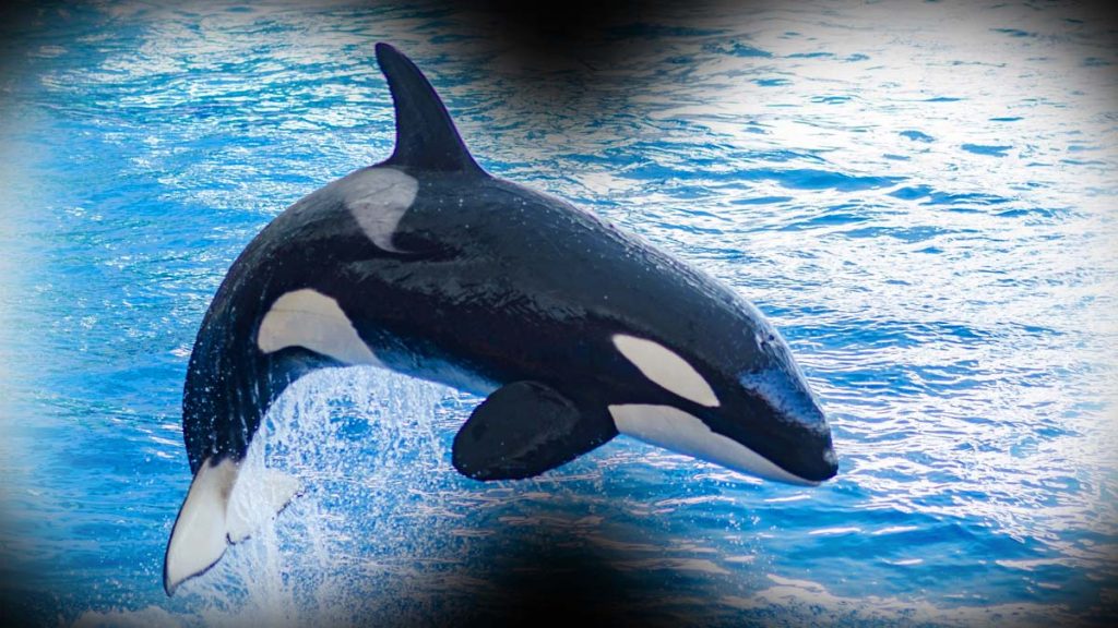 C’est confirmé : les dauphins et les orques ont atteint un point de non-retour et ne pourront plus revenir sur terre
