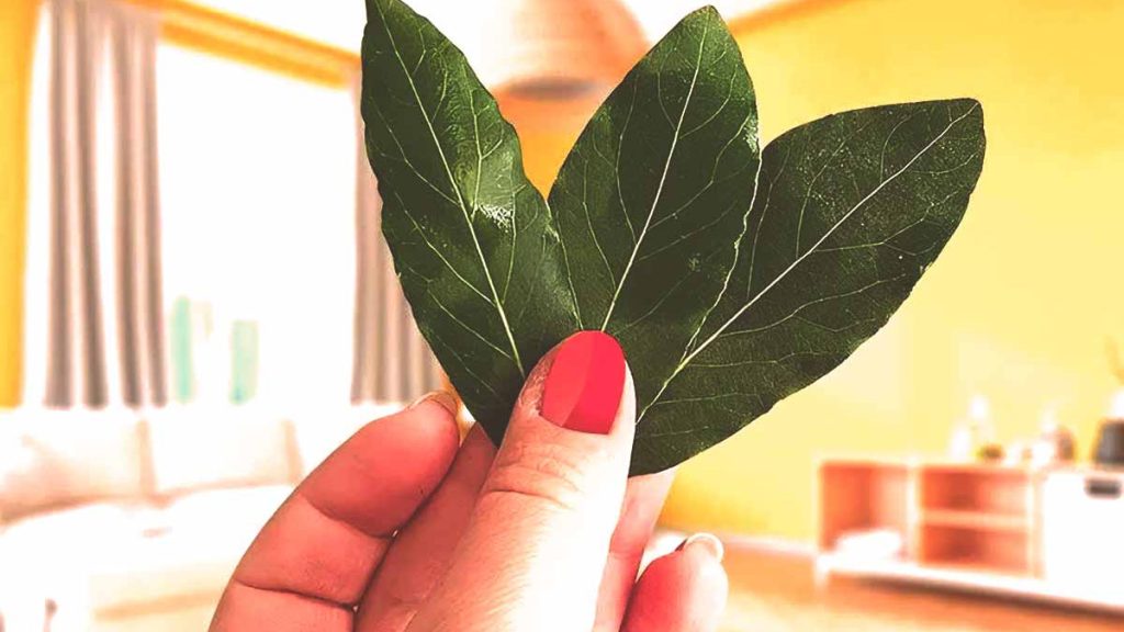 « Depuis que je mets cette feuille chez moi, plus un seul insecte ! »