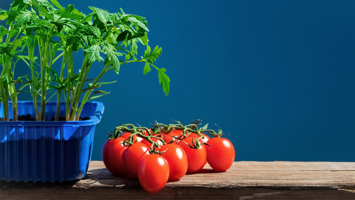 « En deux jours, mes tomates reprennent vie » : ce compost liquide maison fait des miracles