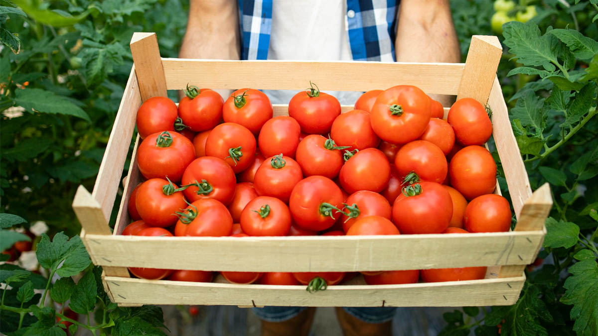 Incroyable ! Voici la nouvelle astuce secrète des jardiniers pour des tomates XXL