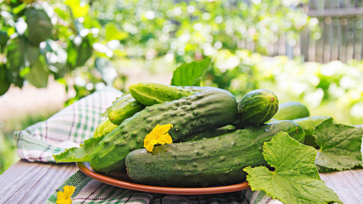 « Je ne récolte plus que des courgettes douces » : l’astuce à connaître dès ce mois-ci contre l’amertume