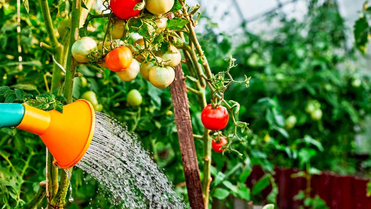 « Mes tomates n’ont jamais été aussi juteuses » : 6 techniques d’arrosage qui changent tout