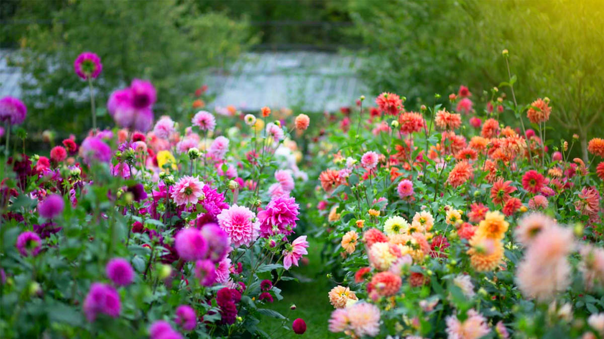 Plantée avant juillet, cette fleur devient l’atout charme de l’été !
