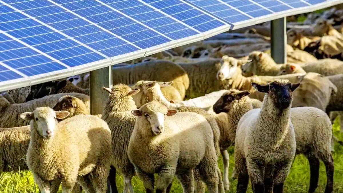 1 700 moutons placés sous des panneaux solaires : leur comportement surprenant captive les chercheurs