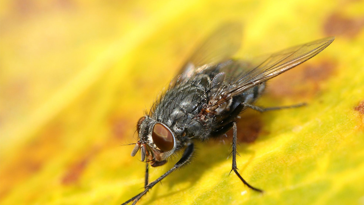 Dites adieu aux mouches cet été : deux épices à glisser dans votre poubelle