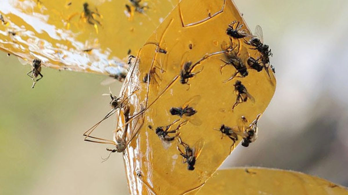 Piège à mouches fait maison : 5 idées faciles à tester soi-même