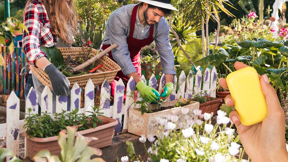 Pourquoi les jardiniers sont appelés à laisser un savon dans leur jardin cet été — et l’idée n’est pas si folle