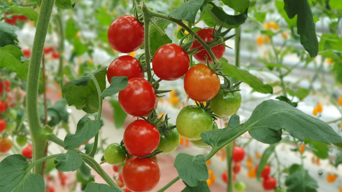 Tomates cerises : cette astuce d’été booste la récolte et résiste à la sécheresse