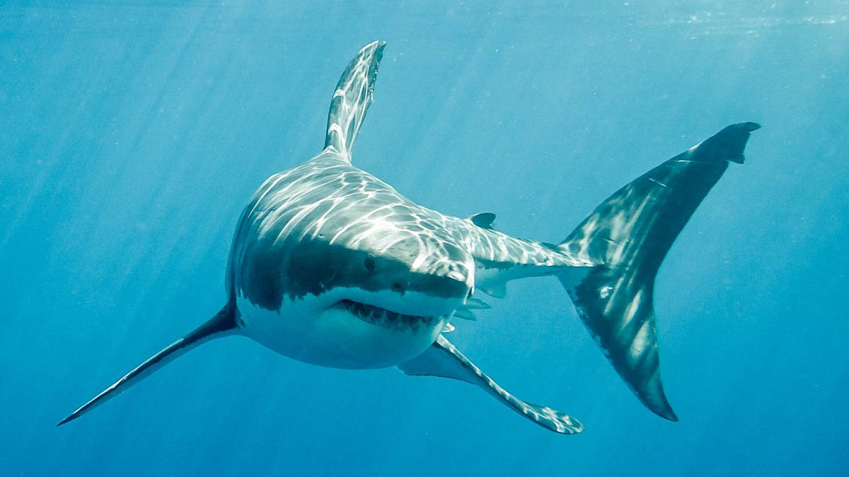 Alerte en Atlantique : le plus grand requin blanc suivi s’approche dangereusement des plages
