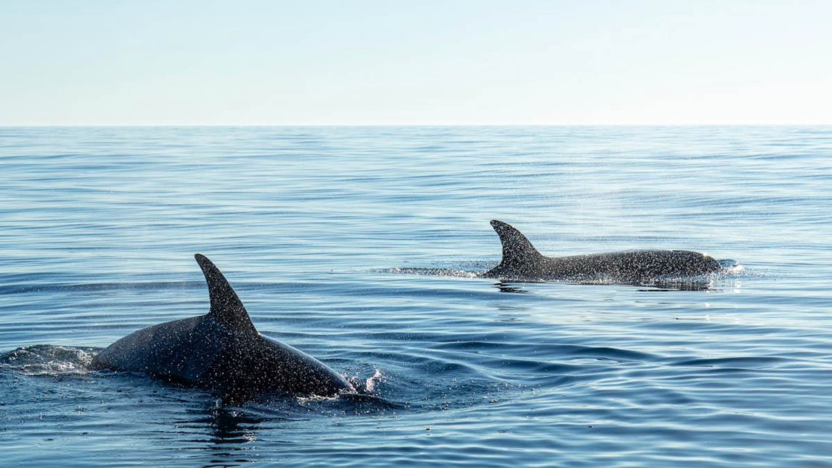 Attaque de requin en France : un enfant de 7 ans grièvement mordu après avoir sauté depuis un quai