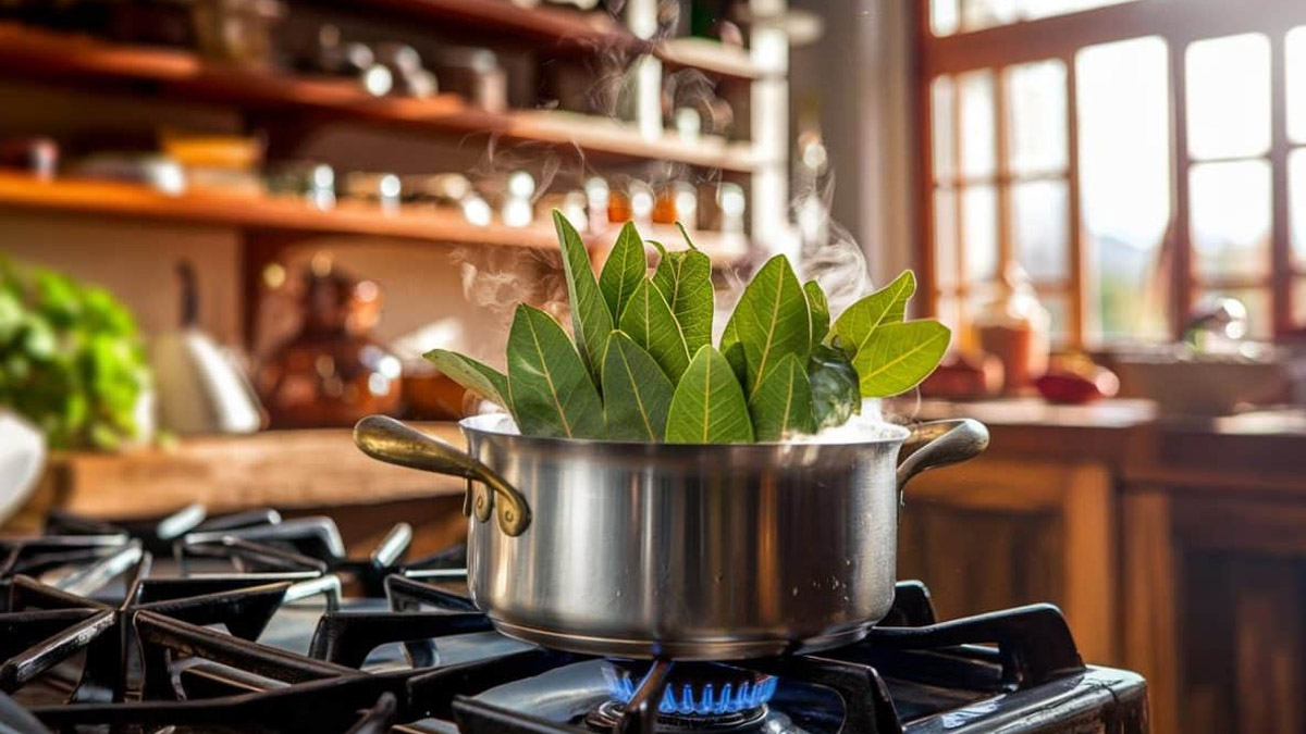 Bouillir des feuilles de laurier à la maison : miracle ou danger ? Ce que cela peut changer dans votre quotidien