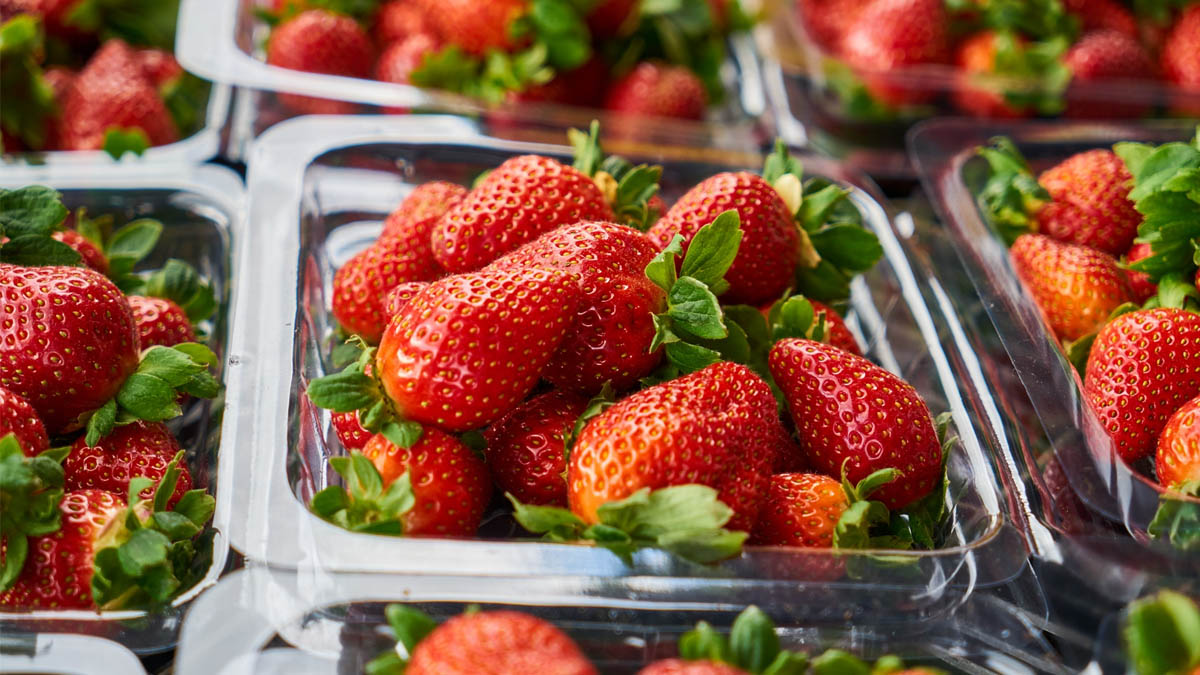 Ces fraises d’un pays européen sont les plus chargées en pesticides : comment les éviter ?