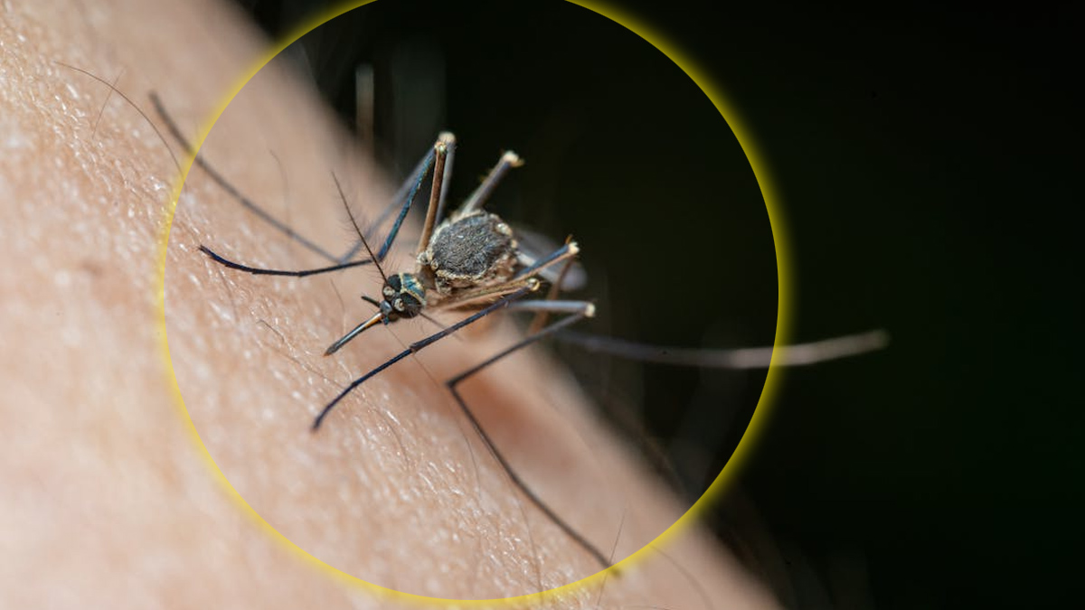 C’est confirmé : voici le seul répulsif moustiques validé par la science — les autres ne servent à rien