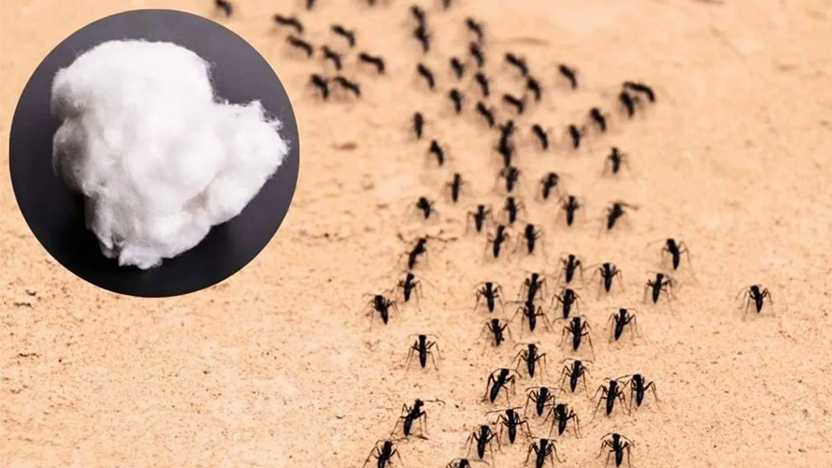 « Comment j’ai réussi à me débarrasser des fourmis avec juste un coton »