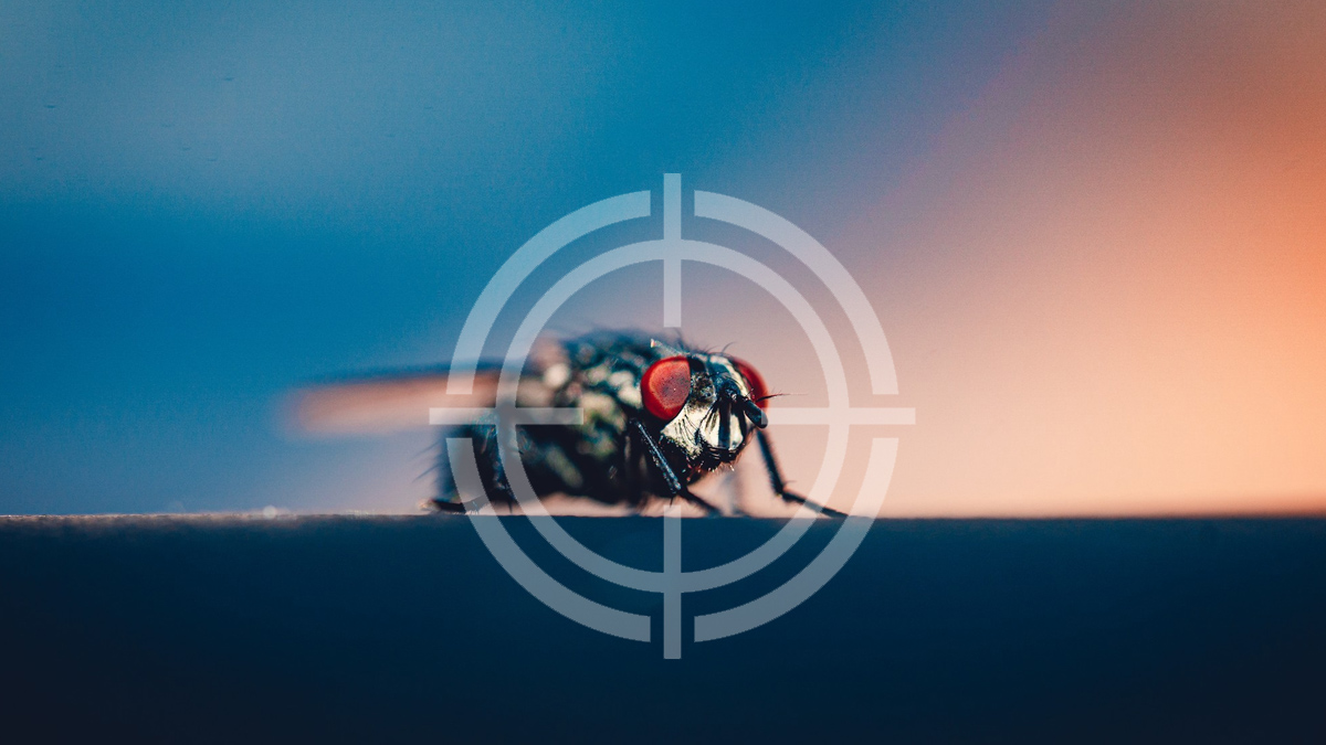 « Depuis que j’utilise ce truc simple en papier aluminium, les mouches ne reviennent plus »