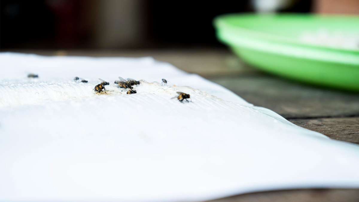 « Depuis que j’utilise cette plante aromatique, il n’y a plus une seule mouche chez moi »
