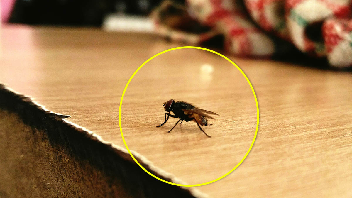 Dites adieu aux mouches cet été grâce à cette astuce maison toute simple