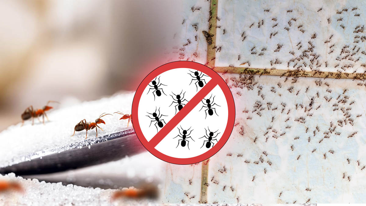 « En une seule nuit, ma maison était débarrassée des fourmis – voici mon secret »
