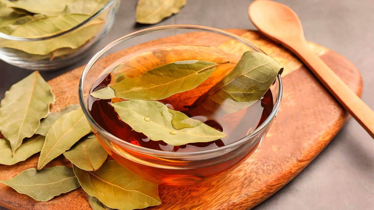 Feuilles de laurier et vinaigre : la solution naturelle contre un insecte très courant à la maison