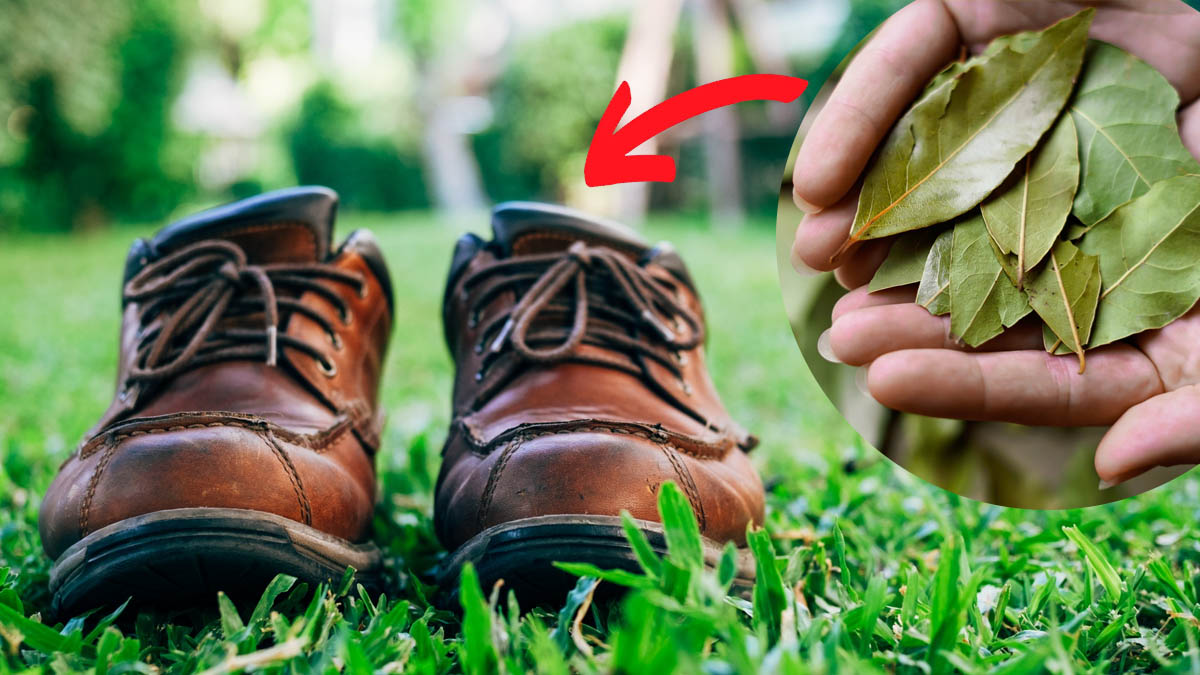 « J’ai juste glissé une feuille de laurier dans mes chaussures » : la solution simple pour se débarrasser des mauvaises odeurs