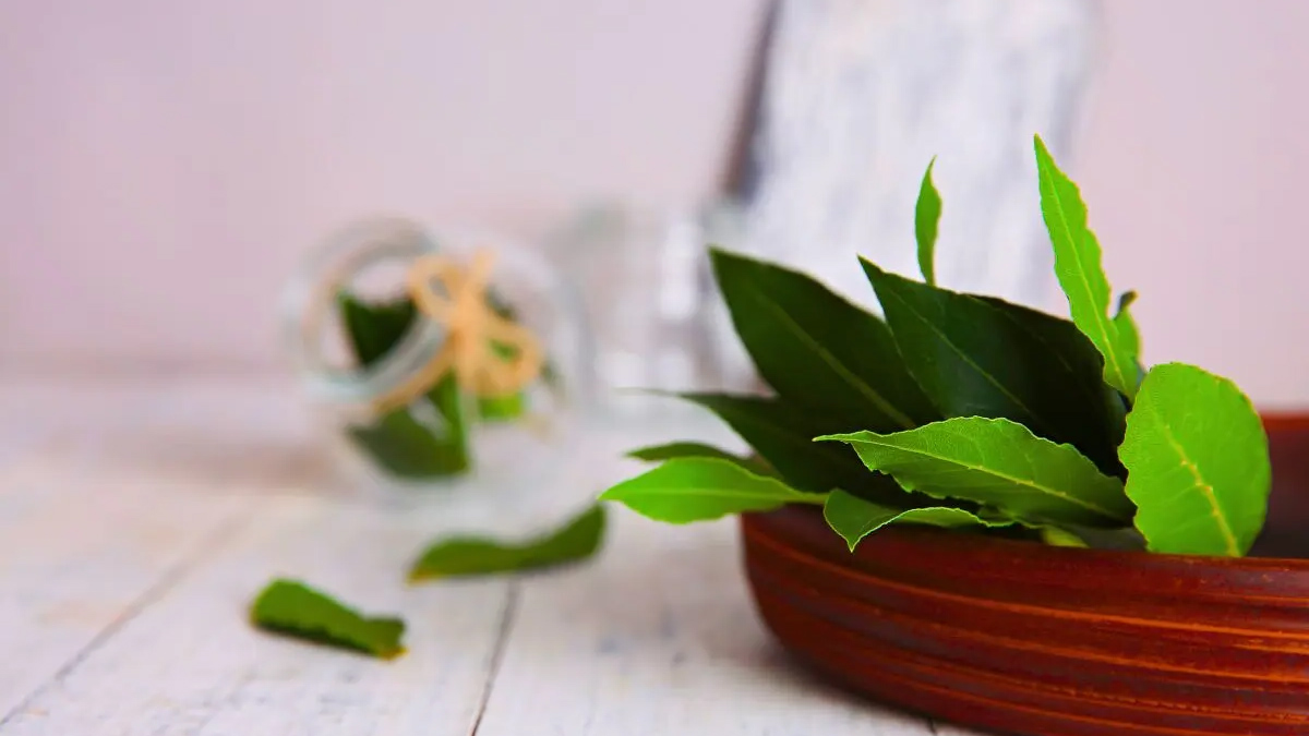 « Je n’ai plus une seule mite depuis que j’ai mis une feuille de laurier dans mon placard »