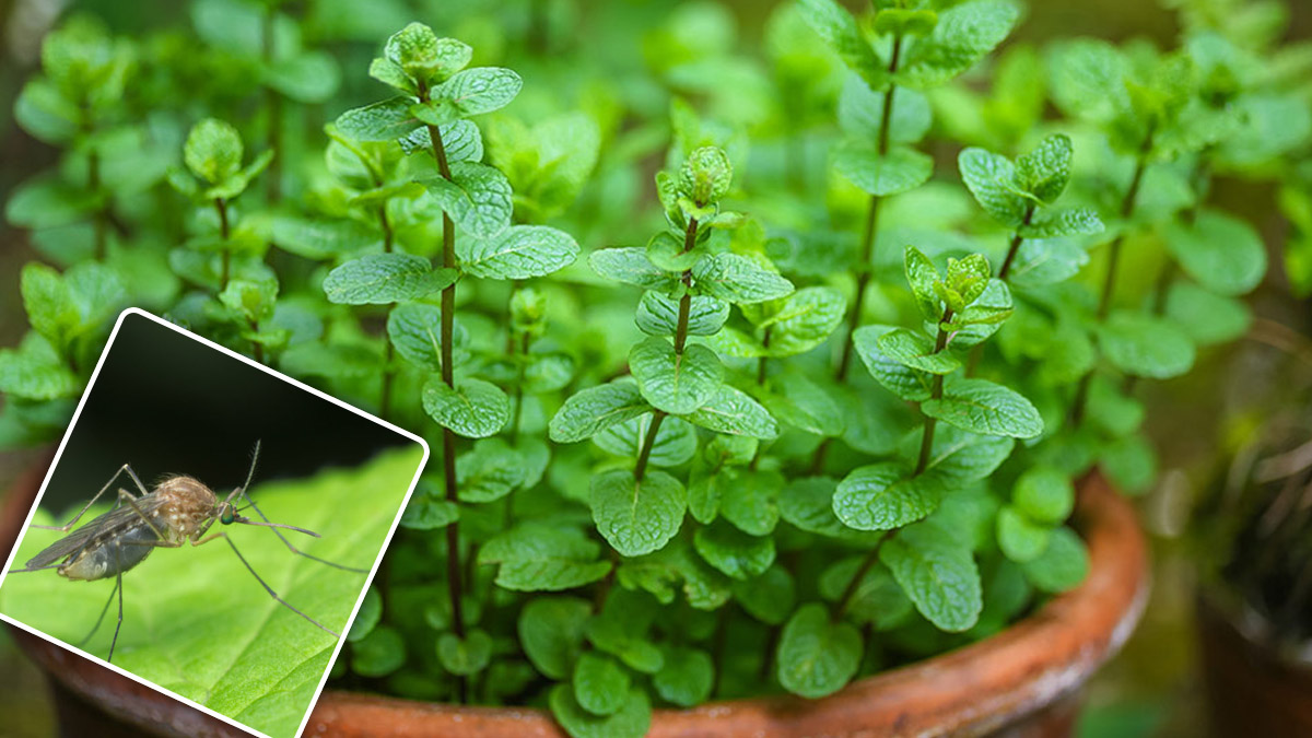 La plante préférée des jardiniers pour se débarrasser des moustiques une bonne fois pour toutes