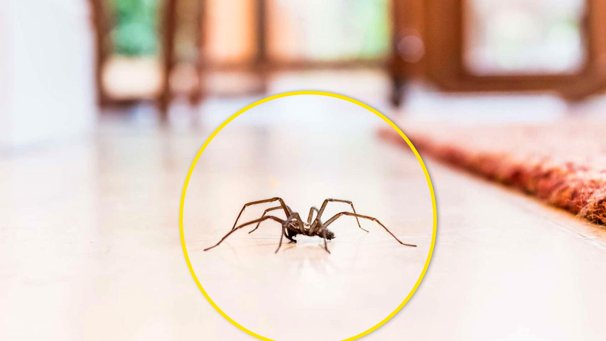 L’astuce simple et radicale pour éloigner les araignées de votre maison sans citron ni vinaigre