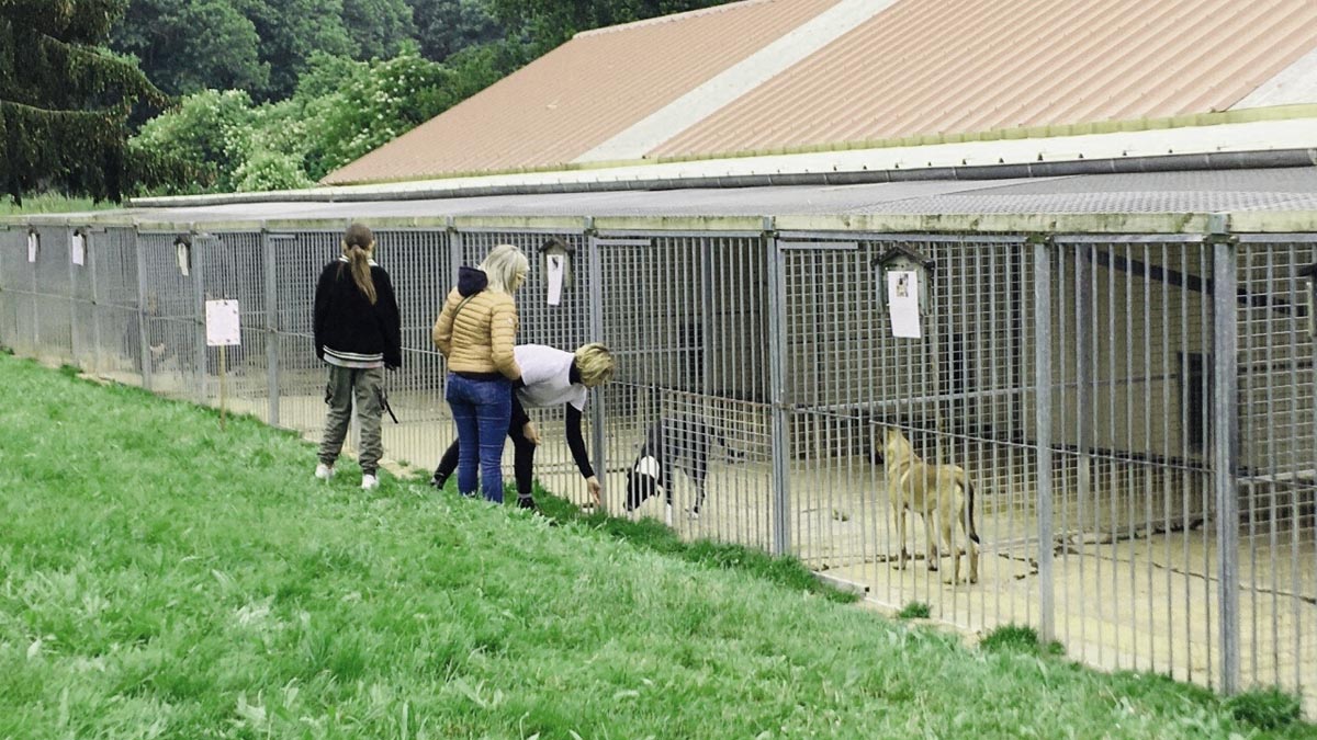 « Les voyous font la loi » : à 80 ans, elle squatte un refuge animalier et rend la vie impossible aux bénévoles