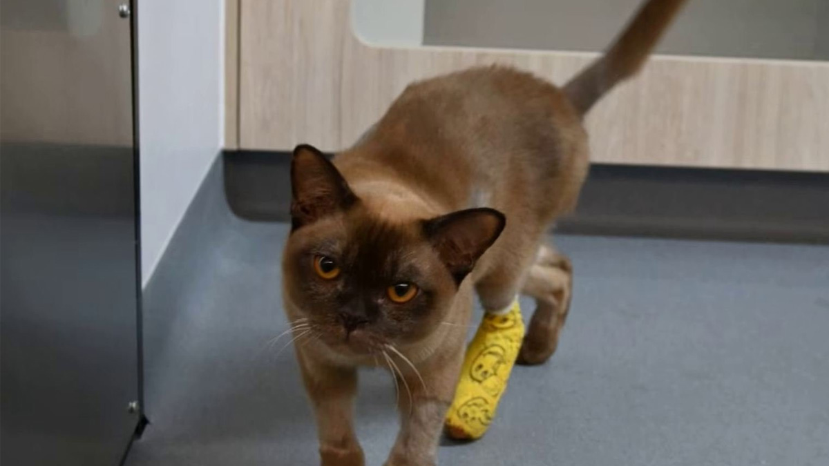 Miracle à la maison : Pablo le chat survit à un cycle complet de 55 minutes dans la machine à laver