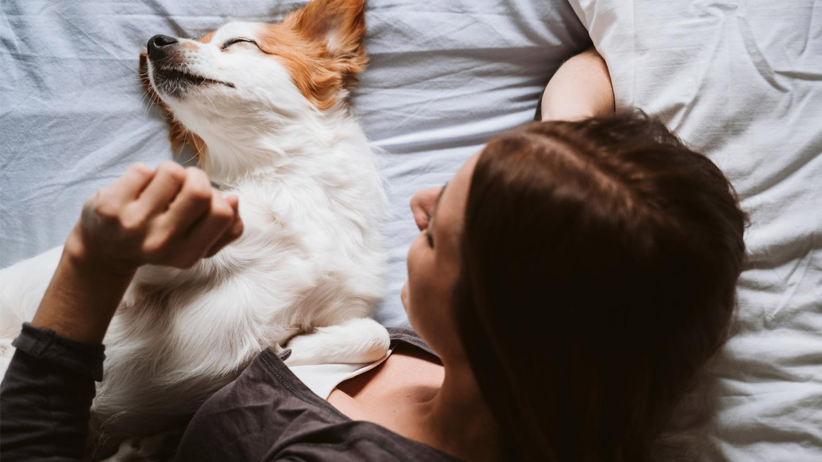 Pourquoi votre chien choisit de dormir sur votre oreiller et ce que cela signifie
