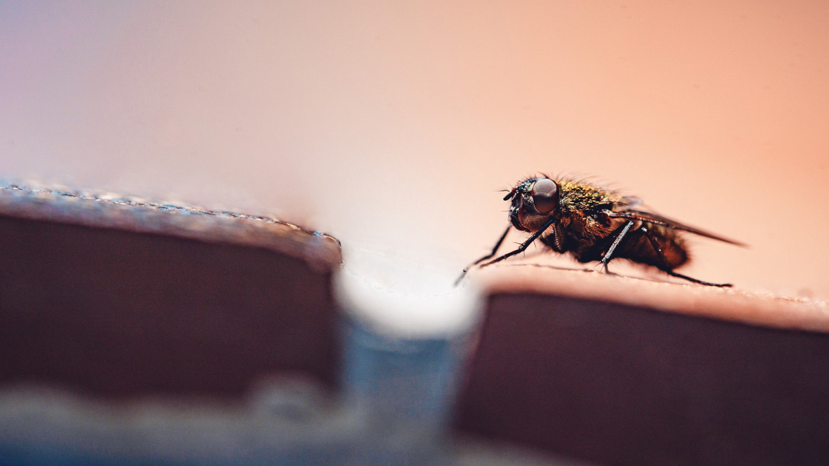 Une armée de mouches fabriquées en laboratoire relâchée pour contrer une grave menace