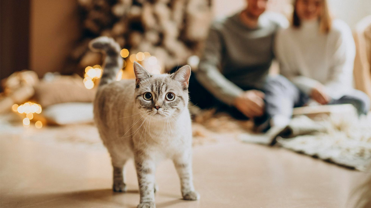 Vous aimez les chats ? Voici ce que la psychologie dit de votre personnalité