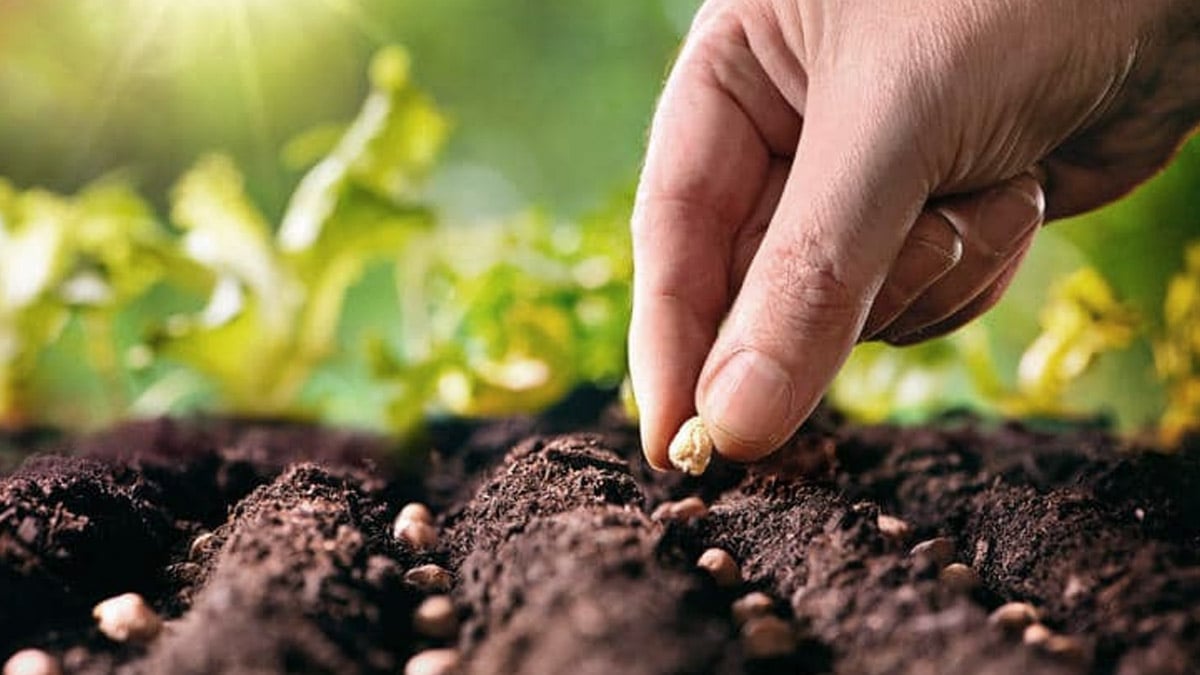 C’est confirmé : voici les semis à faire avant fin septembre pour récolter vos légumes cet automne