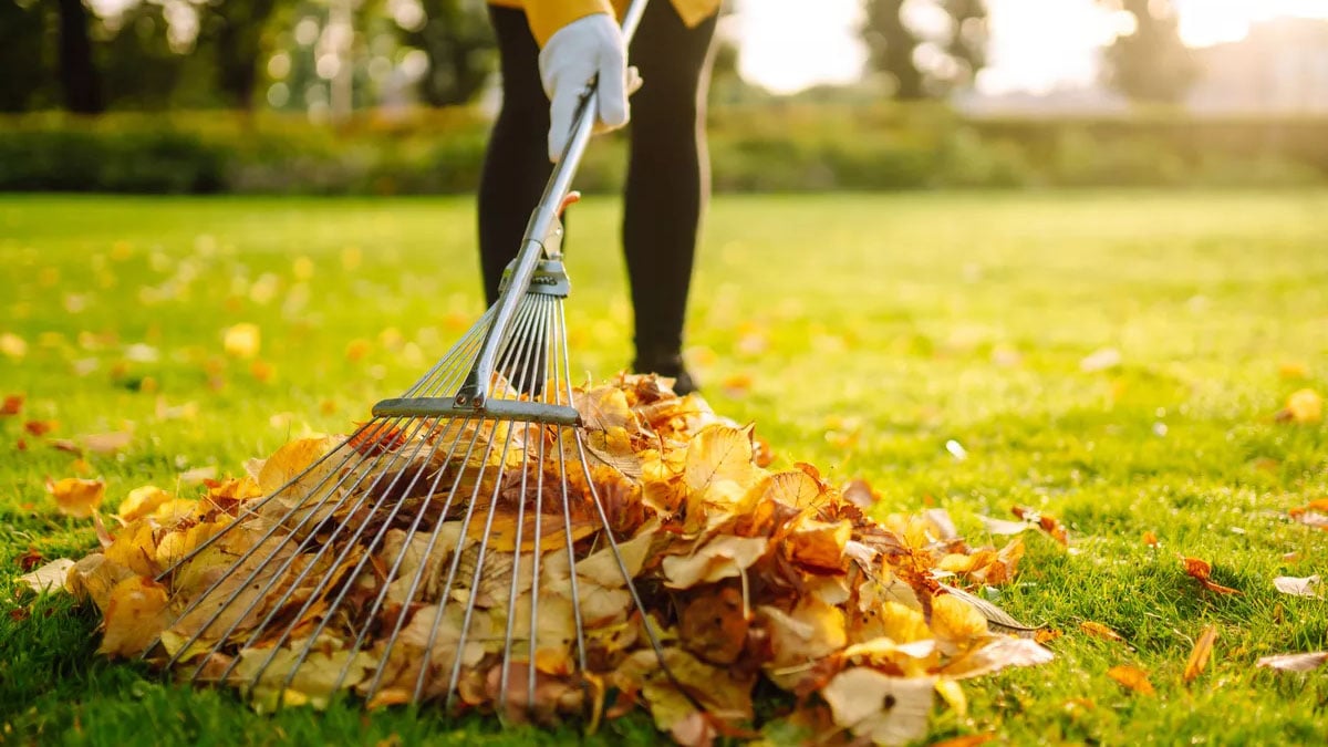 « C’est l’un des travaux essentiels de l’automne » à effectuer dans votre jardin