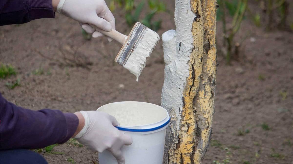 Chaulage : voici pourquoi il est conseillé de blanchir les troncs d’arbres