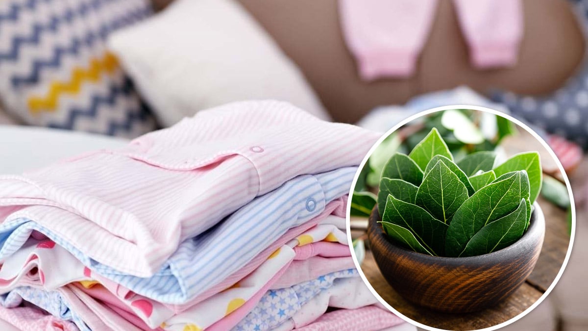 Découvrez la raison ingénieuse pour laquelle nos grands-mères glissaient une feuille de laurier dans le linge