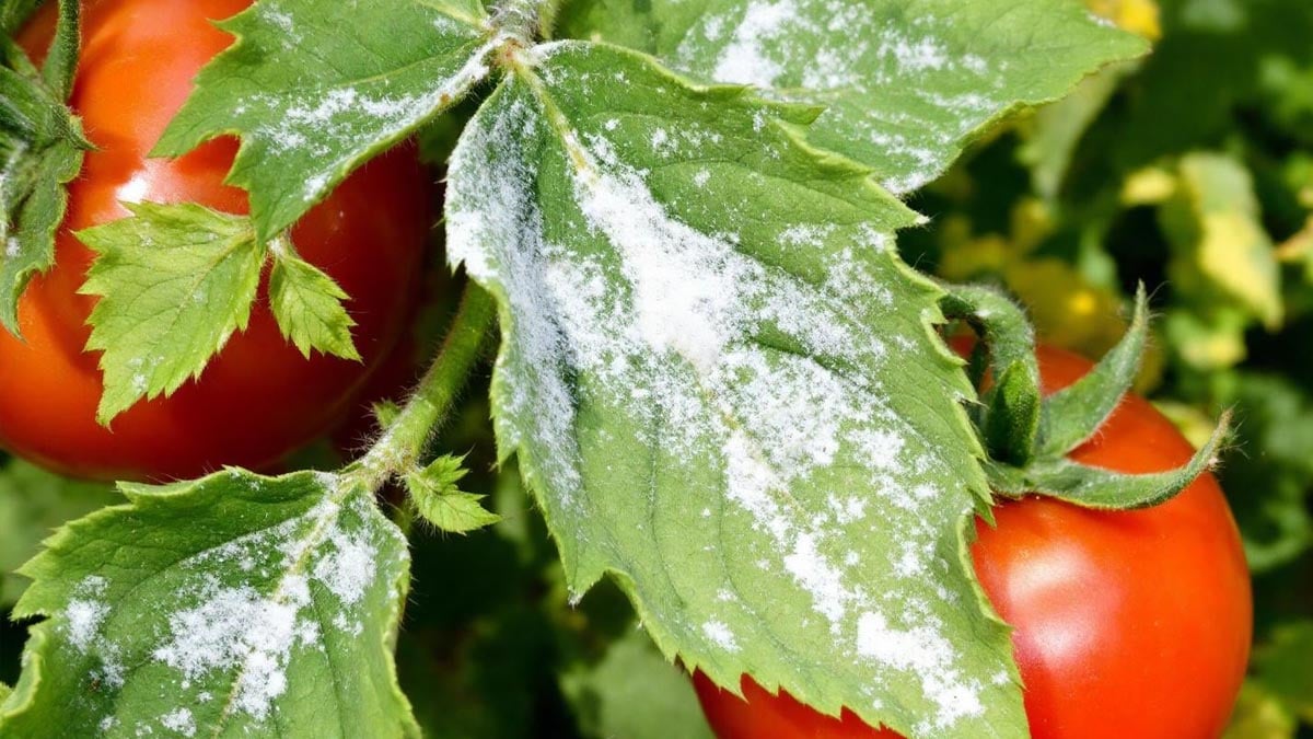 Fini les mouches blanches ! Le secret des jardiniers pour sauver vos tomates