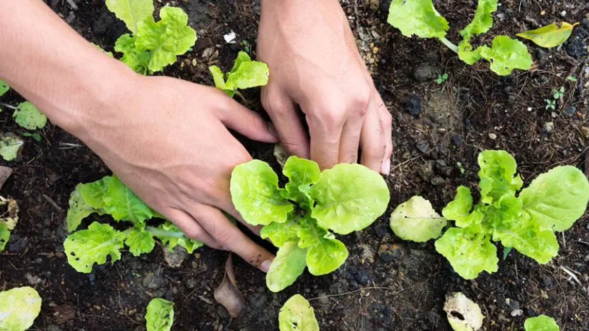 « Grâce à cette méthode, mes salades restent intactes et mon compost s’est vraiment enrichi »