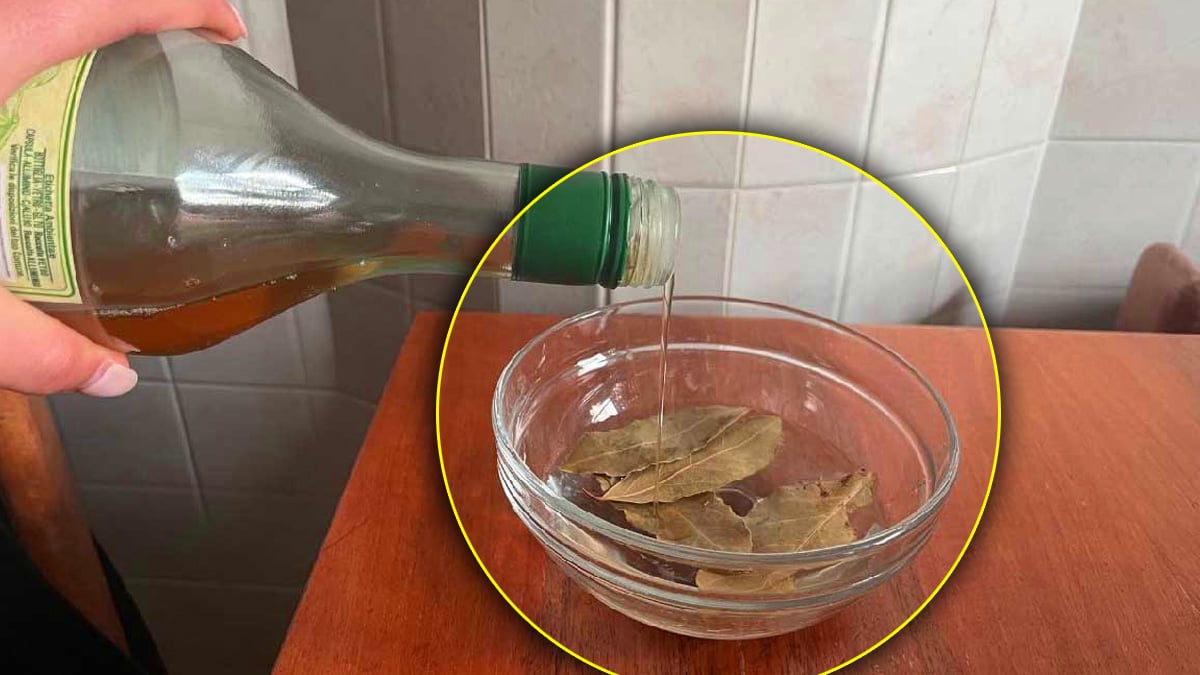 Laurier et vinaigre : le hack maison qui règle votre plus gros souci à la maison, mais attention aux risques pour la santé