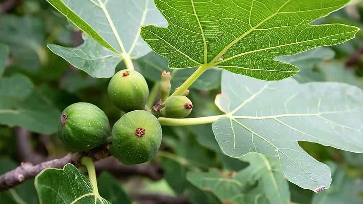 Le saviez-vous ? Les feuilles de figuier sont savoureuses et pleines de vertus inattendues : découvrez comment en profiter
