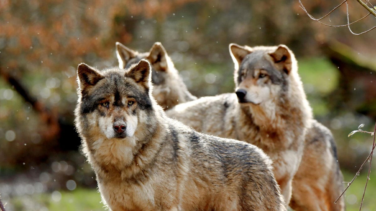 Loups en liberté : découvrez les départements français où ils sont les plus présents