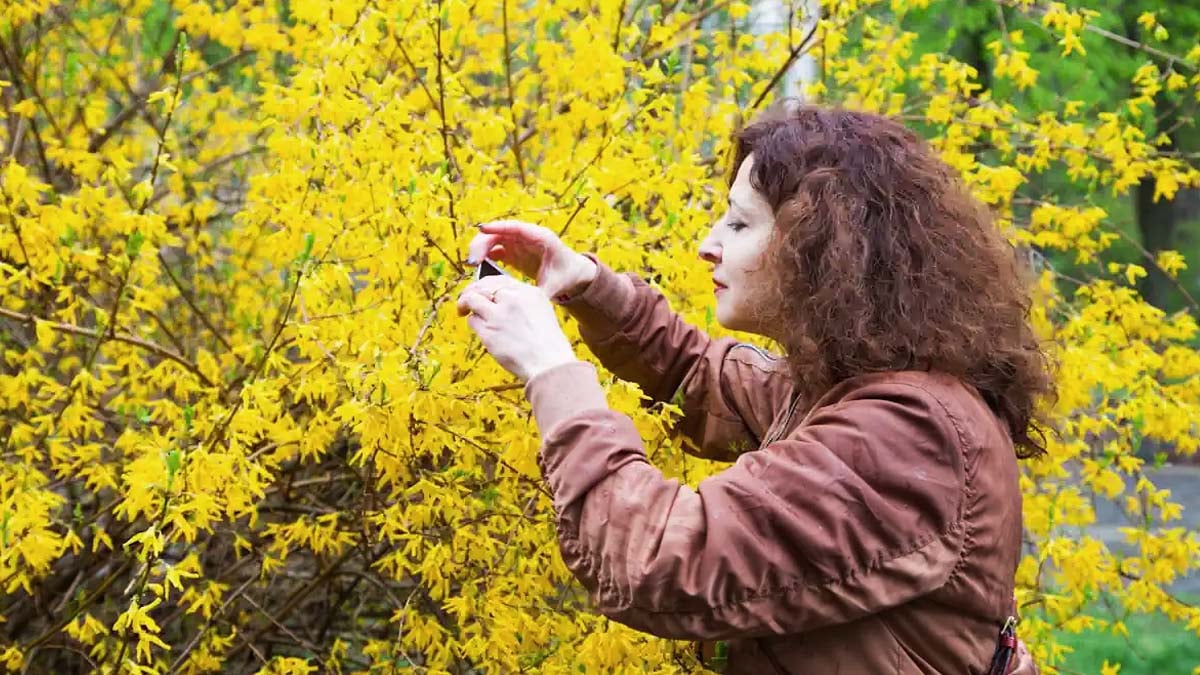 Ni trop tôt ni trop tard : voici le moment parfait pour tailler un forsythia sans gâcher sa floraison