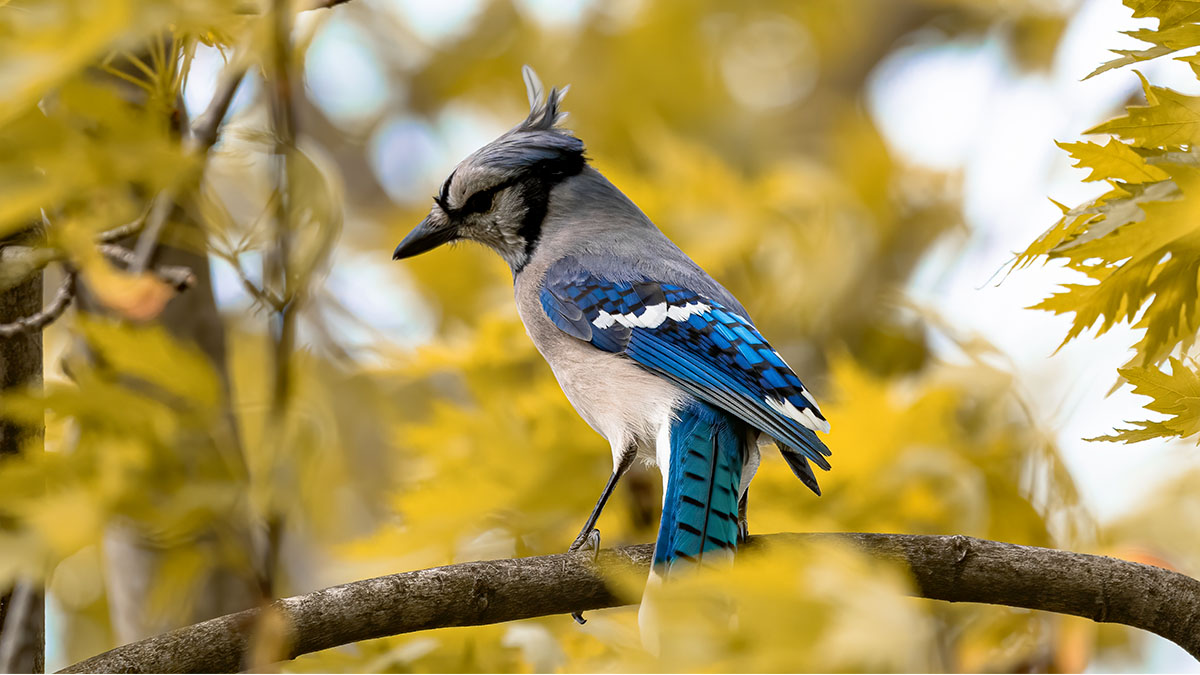 C’est officiel : ce petit oiseau coloré fait son grand retour en octobre, et un simple geste suffit à le garder dans votre jardin