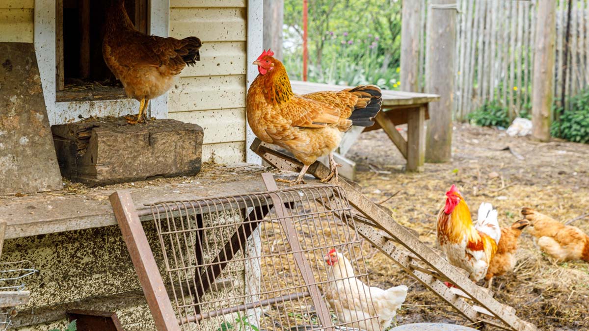 Coup de tonnerre : après 5 ans de bataille, la voisine obtient l’annulation du permis de construire du poulailler
