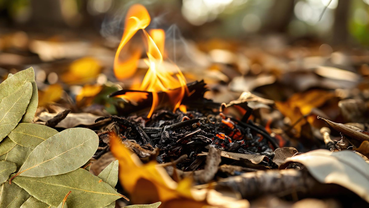 « J’ai utilisé des feuilles de sauge séchées dans le jardin pour repousser les moustiques : mes voisins veulent maintenant faire pareil »