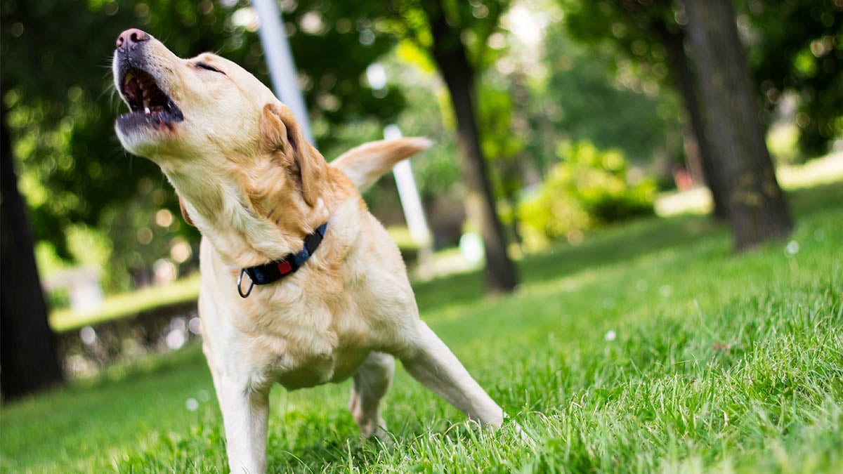 Mon voisin a un chien qui aboie sans arrêt : quelles solutions et quels droits ?