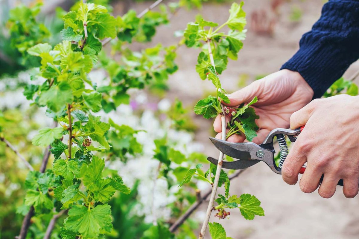 Octobre, le bon mois pour tailler vos arbres et arbustes, mais attention : une seule coupe est efficace