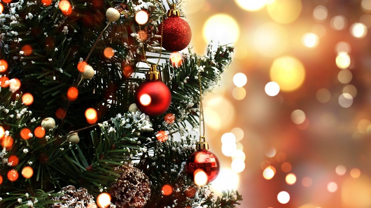 Oubliez le sapin : en 2025, cette plante élégante devient la nouvelle star de Noël